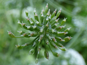 Ammi majus